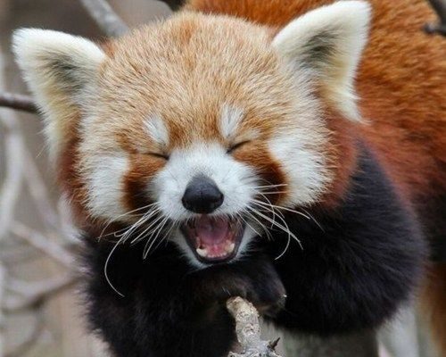 02dbdd5c7c19ec14b593b4be61fd5577