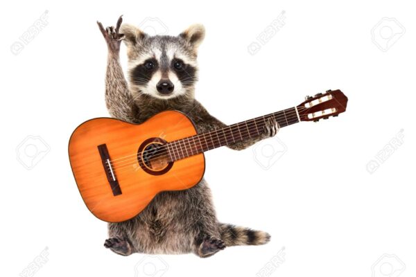 124173150-funny-raccoon-with-acoustic-guitar