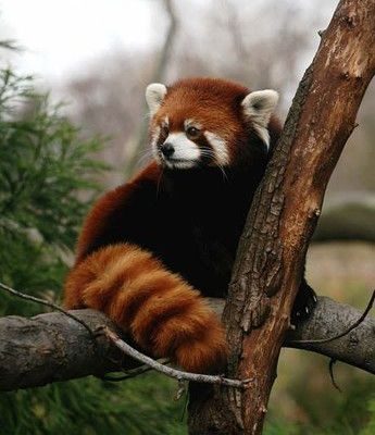 3d66ad800f196413ae18eae30149ccba