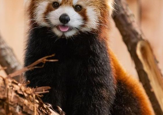 43dd0b4aac7e09bc704d74d15c7893ca