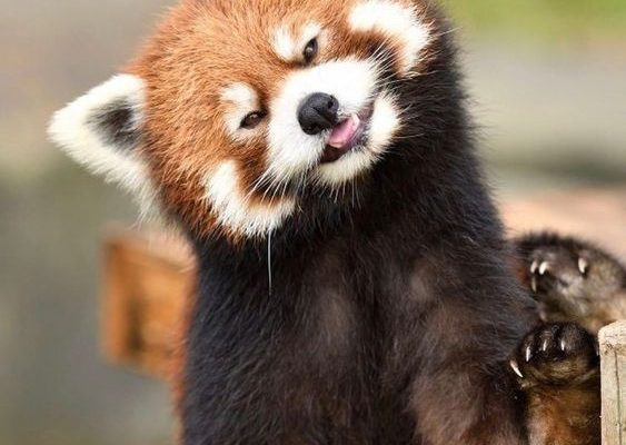 c914b7b6abafd39c85e8383f42744190