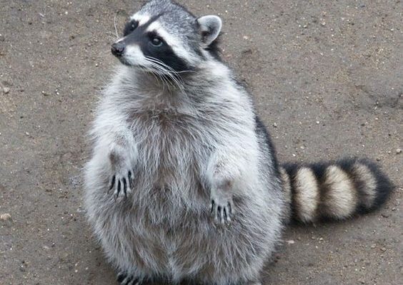 e54df8d9456adbc1ec549b8bc0525624