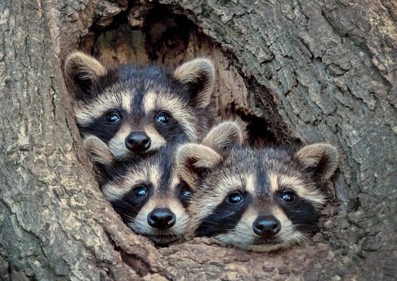 ffb81eb30ee73248ffefa676a6899c01